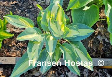 Hosta Moonstruck